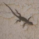 Harrison bought a lizard with his winnings.