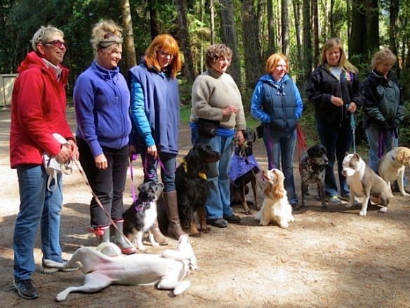 Rally O class picture. After hundreds of dollars spent on enrichment classes, this is how Lucy interpreted the command "Sit!"