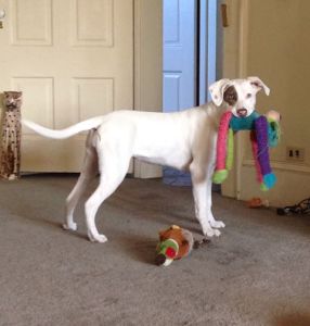 1441214_10152206094356844_1136025372_n